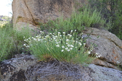 Silene kuschakewiczii