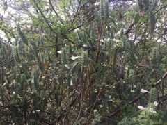 Tetramerium