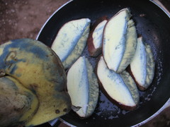 Butyriboletus abieticola
