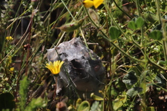 Palystes superciliosus