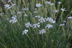 Silene kuschakewiczii