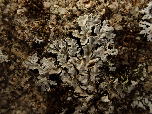 iNaturalist observation photo of Crescent Frost Lichen