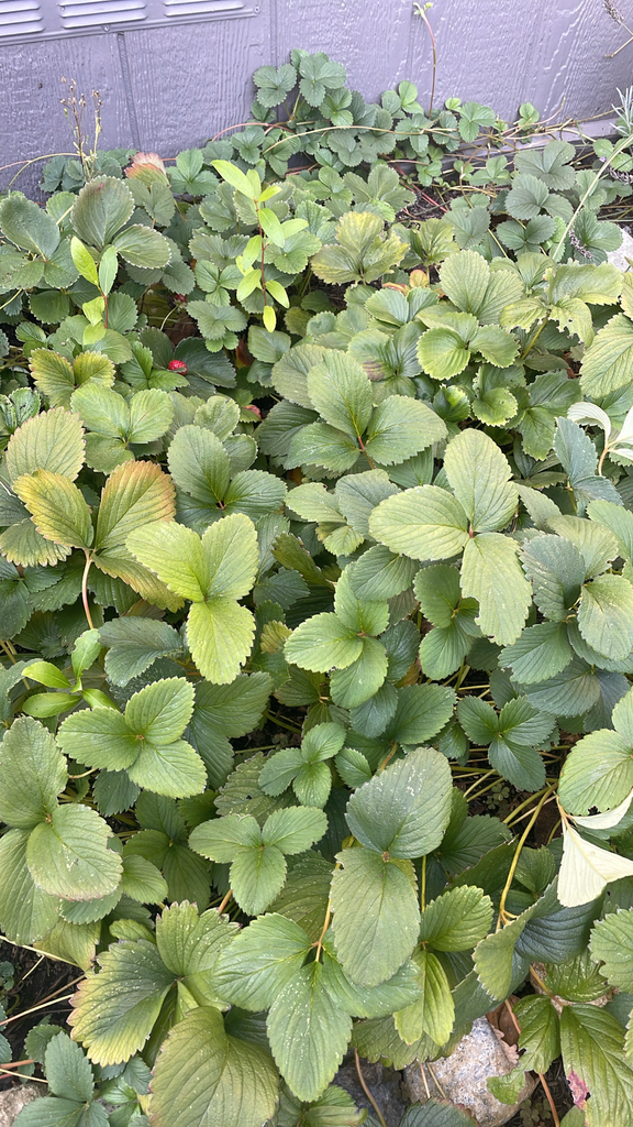 Fragaria × ananassa