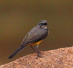 Motacilla flaviventris