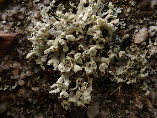 iNaturalist observation photo of Hooded Rosette Lichen
