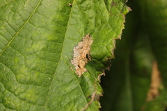 Phyllonorycter nicellii