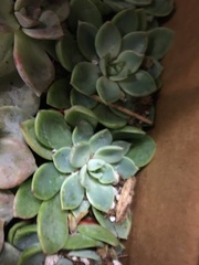 Pachyphytum
