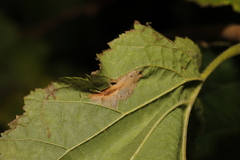 Phyllonorycter nicellii