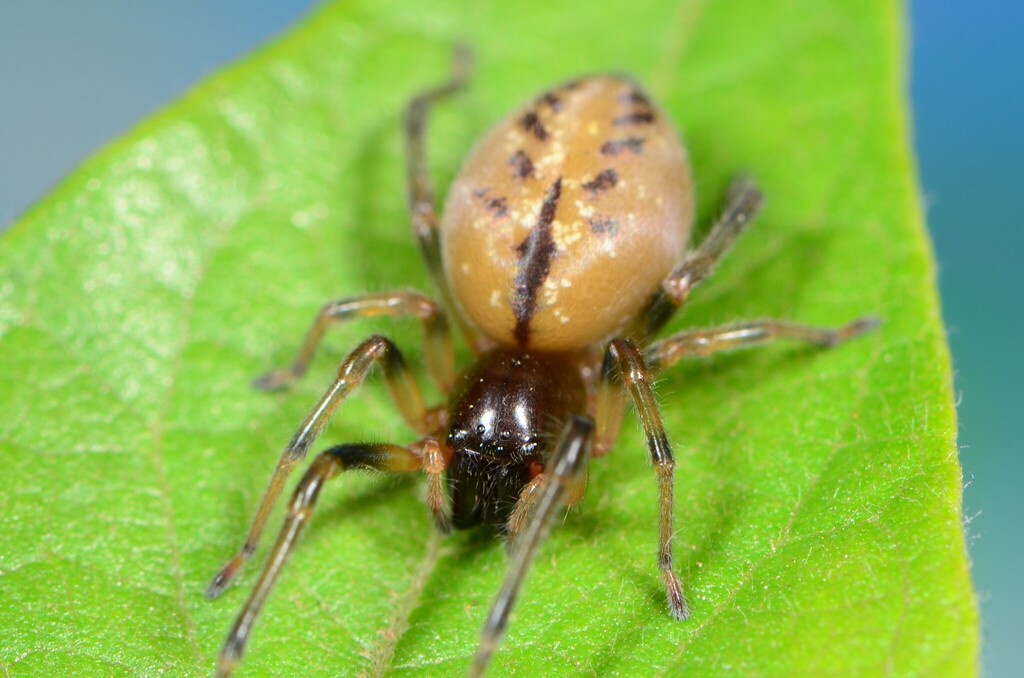 Florisbad Long-legged Sac Spider