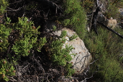 Arctotis aspera aspera