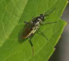 Xylomya tenthredinoides