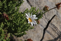 Arctotis aspera aspera