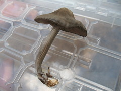 Entoloma vernum