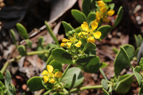 Pointed Twinleaf (Roepera apiculata)