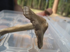 Entoloma vernum