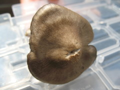 Entoloma vernum