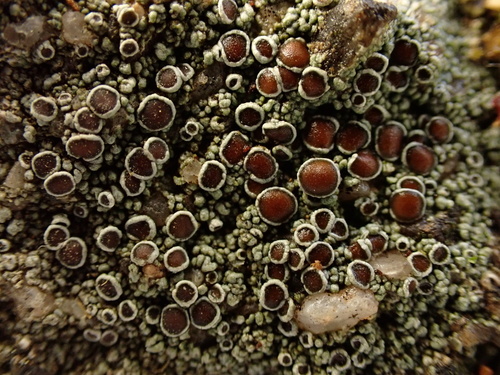 iNaturalist observation photo of Lecanora campestris