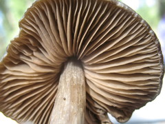 Entoloma vernum