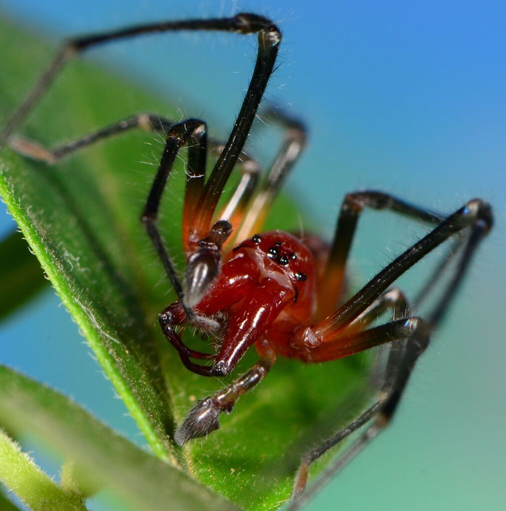 Lowveld Long-legged Sac Spider