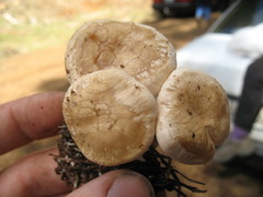 Clitocybe albirhiza