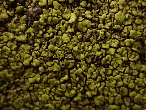 iNaturalist observation photo of Yellow Cobblestone Lichen