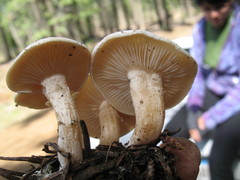 Clitocybe albirhiza