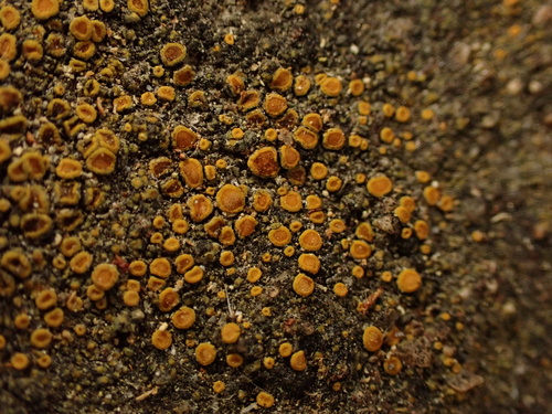 iNaturalist observation photo of Xanthorioideae