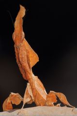 Phyllocrania paradoxa