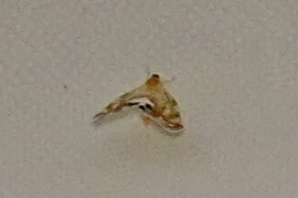 Rhotana maculata, 2025-09-13