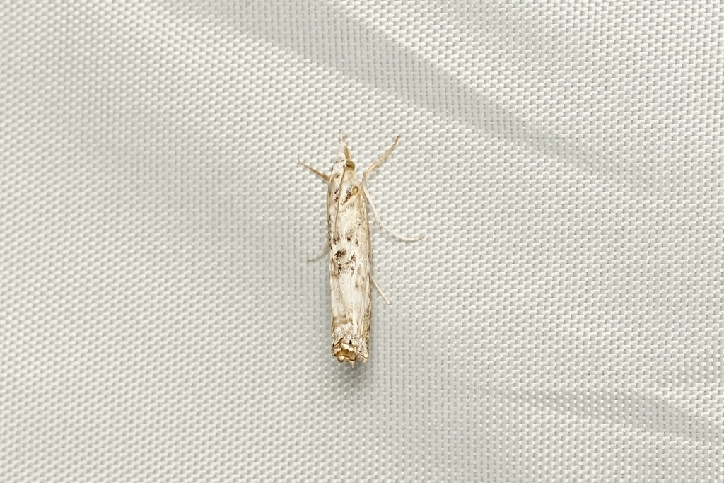 Chrysoteuchia atrosignata