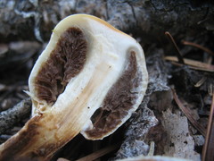 Pholiota nubigena
