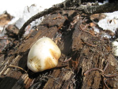 Pholiota nubigena