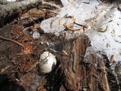 Pholiota nubigena