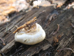 Pholiota nubigena