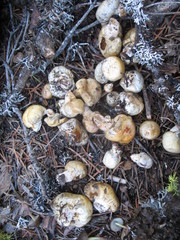 Pholiota nubigena