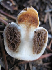 Pholiota nubigena
