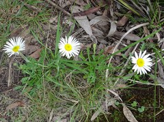 Brachyscome diversifolia