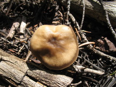 Clitocybe glacialis