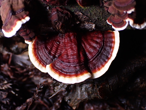 Daedaleopsis styracina