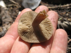 Clitocybe glacialis