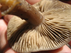 Clitocybe glacialis