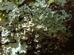Menegazzia neozelandica