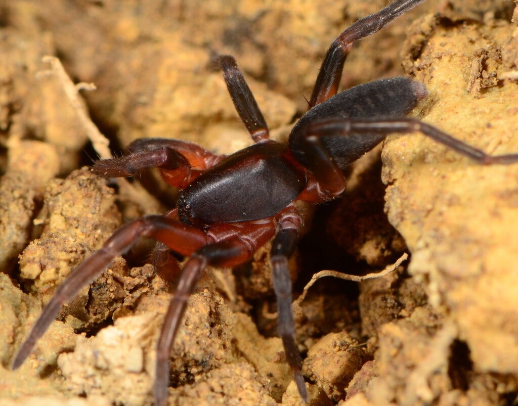 Austrachelas incertus