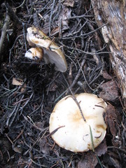 Pholiota olivaceophylla
