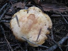 Pholiota olivaceophylla