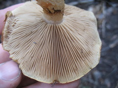 Pholiota olivaceophylla