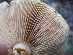 Pholiota olivaceophylla