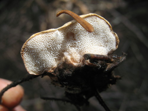 Tyromyces leucospongius image