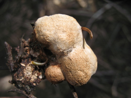 Tyromyces leucospongius image