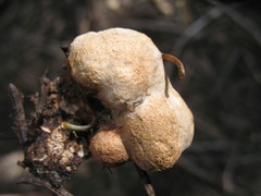 Tyromyces leucospongius image